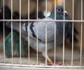 Capture de pigeon à St-Lambert