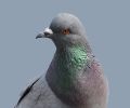 Extermination de pigeon à St-Lambert